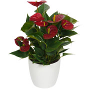 Anthurium rouge + Cache pot Blanc